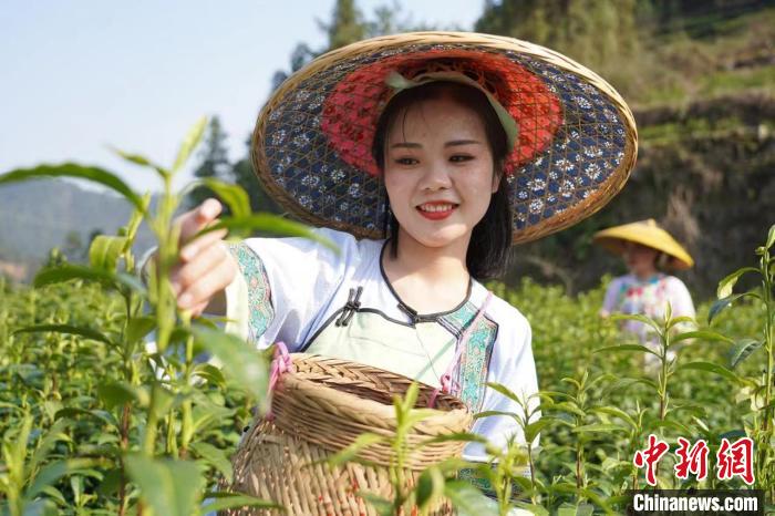 茶農(nóng)采摘古丈毛尖茶?！埰邈?攝